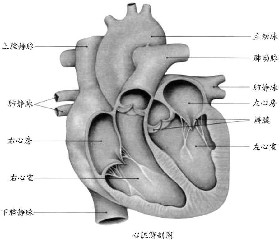 初中心脏结构图图片